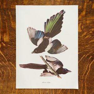Vintage Audubon Birds of America Litograph Print, American Magpie
